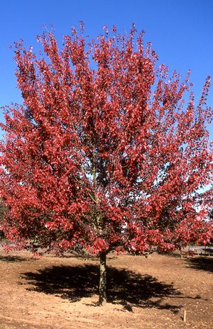 Acer rubrum (Red Maple) 'Autumn Flame' 7 gal