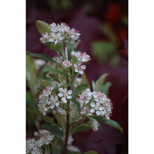 Load image into Gallery viewer, Aronia arbutifolia &#39;Brilliantissima&#39; (Chokeberry) 3 gallon
