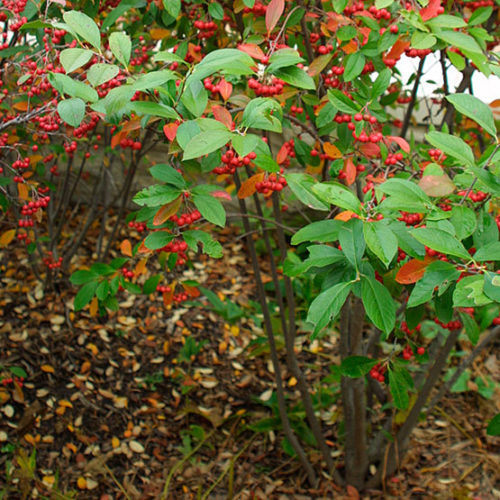 Aronia arbutifolia 'Brilliantissima' (Chokeberry) 3 gallon