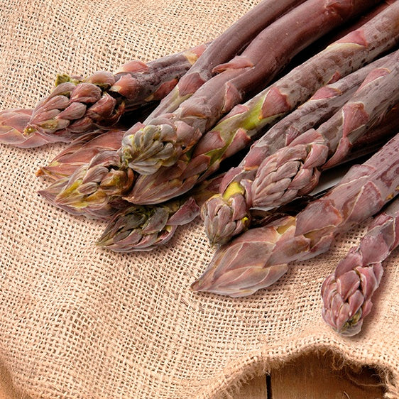 Asparagus, Purple Passion 9pp