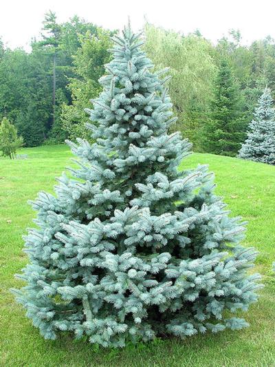Picea pungens 'Baby Blue' (Blue Spruce)