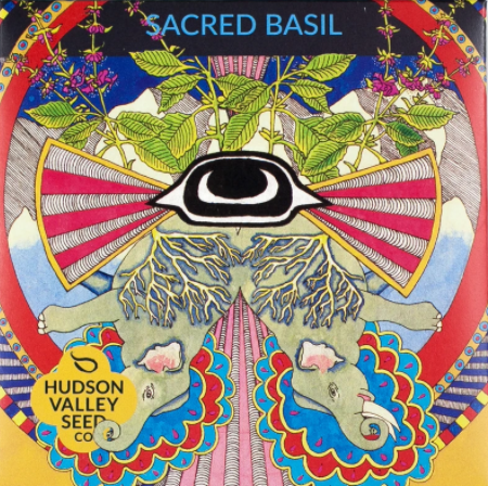 Basil, Sacred