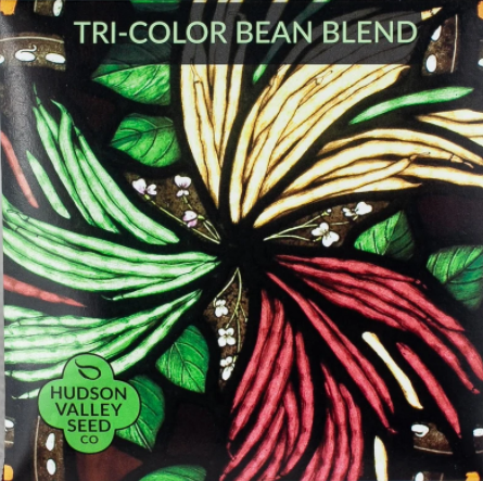 Bean, Tri Color Blend