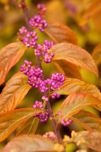 Callicarpa 'Early Amethyst' (Beautyberry) 3 gallon