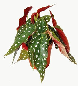 Begonia Maculata 4.5"