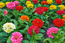 Load image into Gallery viewer, Zinnias, Benary&#39;s Giant
