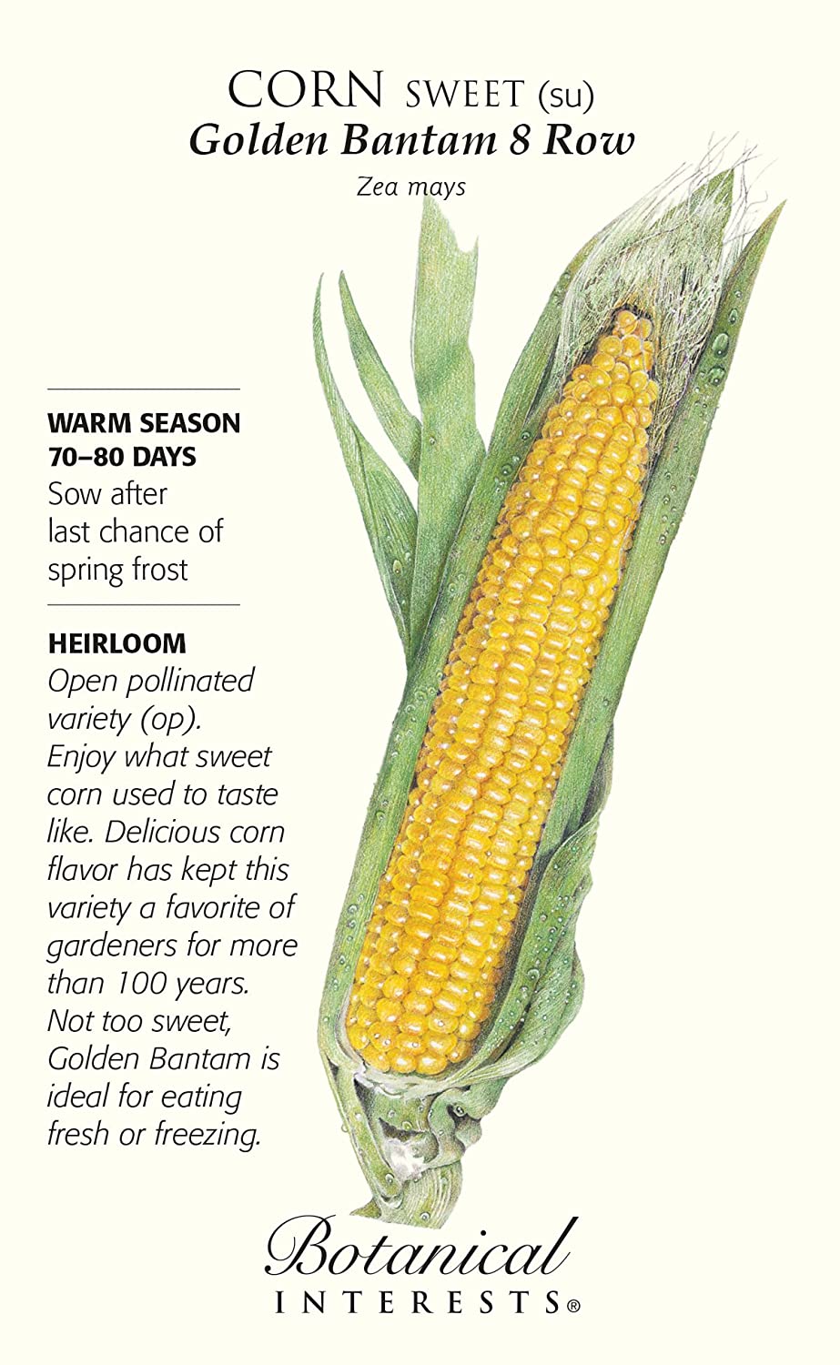 Corn, Sweet - Golden Bantam 8 Row
