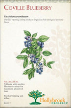 Load image into Gallery viewer, Blueberry, Coville 5 gallon
