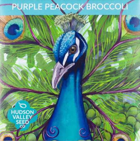 Broccoli, Purple Peacock
