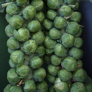 Brussels Sprouts 4 pack