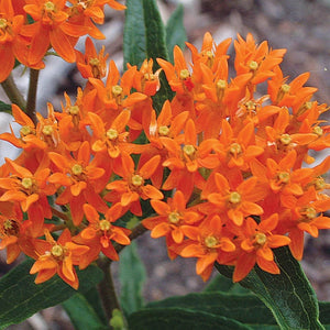 Asclepias tuberosa (Butterfly Weed) 1.5 gallon
