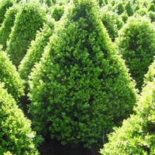 Load image into Gallery viewer, Buxus (Boxwood) &#39;Cranberry Creek&#39; 3 gal
