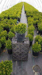 Buxus (Boxwood) micro. var. jap. 'Green Gem' 3 gal