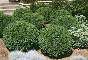 Buxus (Boxwood) 'Green Gem' 2 gallon