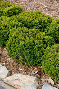 Buxus (Boxwood) 'Green Velvet' 3 gallon