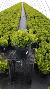Buxus (Boxwood) microphylla 'Tide Hill' 3 gal