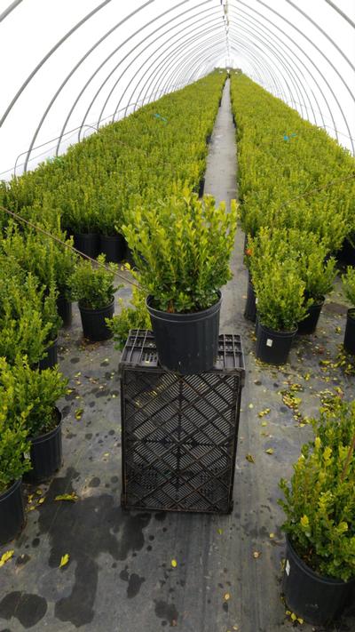 Buxus microphylla (Boxwood) Winter Gem 3 gal