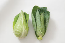 Load image into Gallery viewer, Cabbage 4 pack
