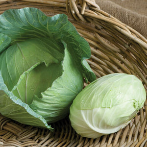 Cabbage 4 pack