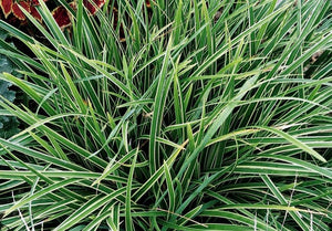 Carex 'Ice Dance' (Sedge) 5"