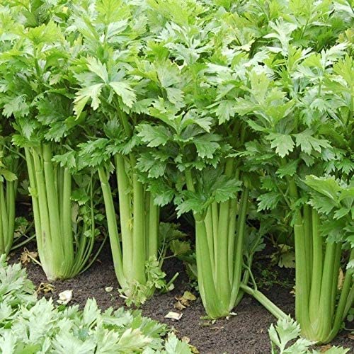 Celery - Tango 4 pack