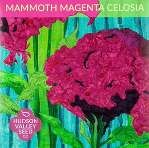 Celosia, Mammoth Magenta