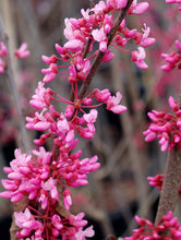 Load image into Gallery viewer, Cercis canadensis (Red Bud) 3 gal
