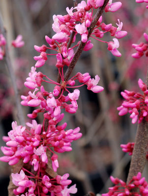 Cercis canadensis (Red Bud) 3 gal