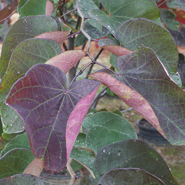 Cercis (Redbud) canadensis 'Forest Pansy' 10 gal