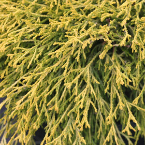 Chamaecyparis pisifera ‘Golden Mop’ (Japanese False Cypress) 2.5 gallon
