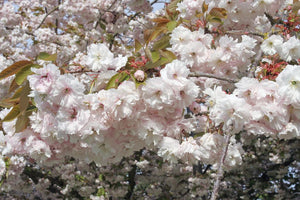 Prunus serrulata 'Shirofugen' 7 gal (Flowering Cherry)