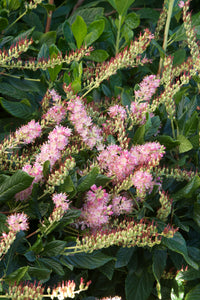 Clethra alnifolia 'Ruby Spice' (Summersweet)