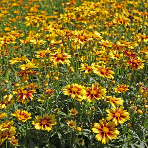 Coreopsis (Tickseed) 'Lil Bang Enchanted Eve' 2 gallon