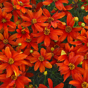 Coreopsis 'Sizzle & Spice Crazy Cayenne' 1.5 gallon