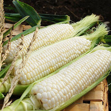 Load image into Gallery viewer, Corn, Sweet 4 pack
