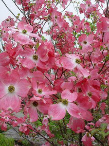 Cornus florida (Flowering Dogwood) 'Cherokee Brave' 7 gallon