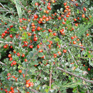 Cotoneaster apicultus 2 gallon