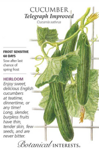 Cucumber, English - Telegraph
