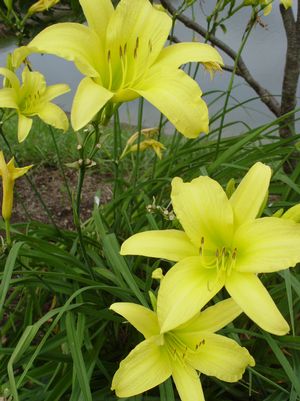 Hemerocallis (Daylily) 'Hyperion' Yellow 1 gal