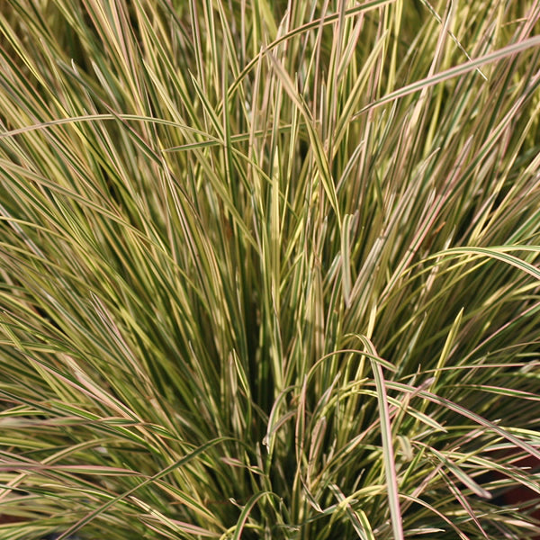 Deschampsia (Tufted Hair Grass) espitosa 'Northern Lights' 1.5 gal