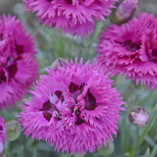 Dianthus Fruit Punch 'Spiked Punch' 1.5 gal