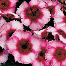 Load image into Gallery viewer, Dianthus 4&quot;
