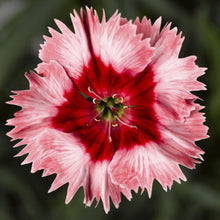 Load image into Gallery viewer, Dianthus 4&quot;
