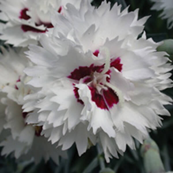 Dianthus (Pinks) Silver Star 1.5 gallon