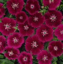 Load image into Gallery viewer, Dianthus 4 pack
