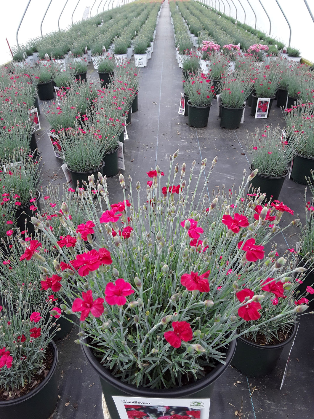 Dianthus (Pinks) 'Frosty Fire' 1.5 gal