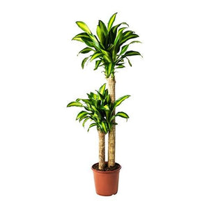 Dracaena Massangeana cane (Corn Plant)