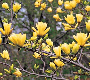 Magnolia x 'Butterlies' (Yellow Magnolia) 7 gallon