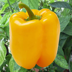 Peppers - Sweet/Bell