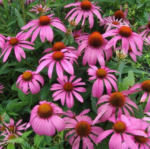 Echinacea purpurea (Purple Coneflower) 1 gal